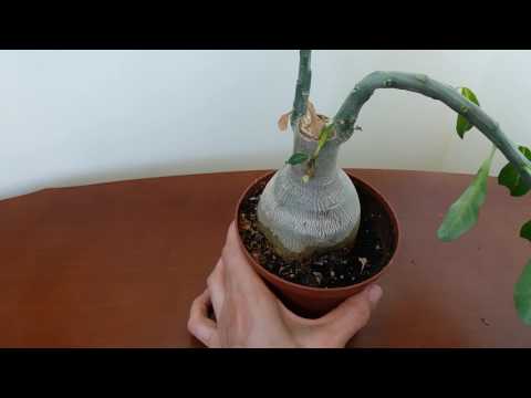 Видео: Адениум гниет каудекс