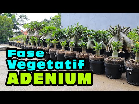 Видео: Как ухаживать за растениями адениума в фазе вегетации, выращивания рассады.  Бонсай из розы пустыни