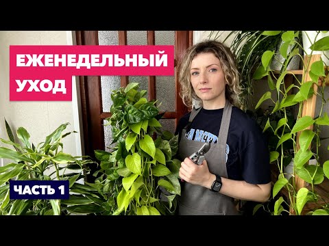 Видео: Мой еженедельный уход за комнатными растениями