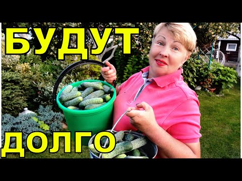 Видео: Бабушка учила- как продлить жизнь огурцам и собирать будете до заморозков