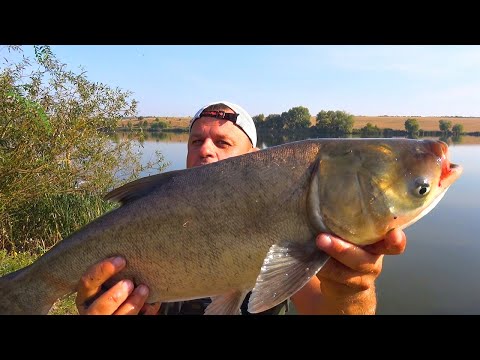 Видео: Отрываюсь на кормачки! Приехал за осенними карасиками, а клюёт толстолоб!