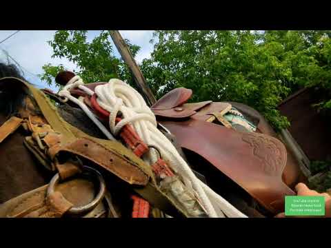 Видео: Жеребцы Кубинец и Персик завершили пребывания в табуне.| Прямая съёмка.