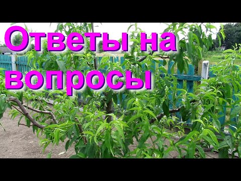 Видео: Молодой плодовый сад.  Ответы на вопросы, и другие ньюансы выращивания