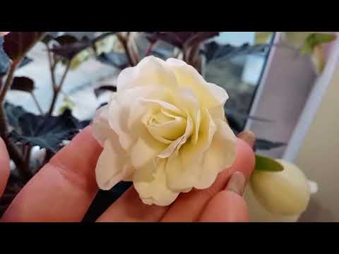 Видео: 💥У меня есть чем ответить "доброжелателям".💥Мифы о выращивании бегонии.🌺