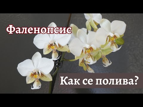 Видео: Как се полива фаленопсис - съвети от Крум
