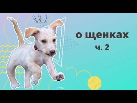 Видео: О щенках часть 2. Периоды развития от 3 до 6 месяцев. Период социализации. Адаптация в новом доме