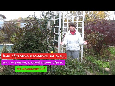 Видео: Как обрезать КЛЕМАТИС на зиму, если не знаешь, к какой группе он относится?