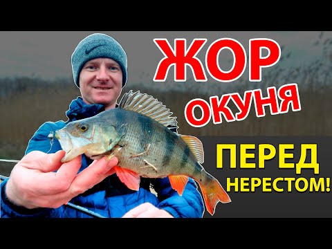 Видео: Преднерестовый жор окуня на реке весной. Рыбалка на спиннинг в марте
