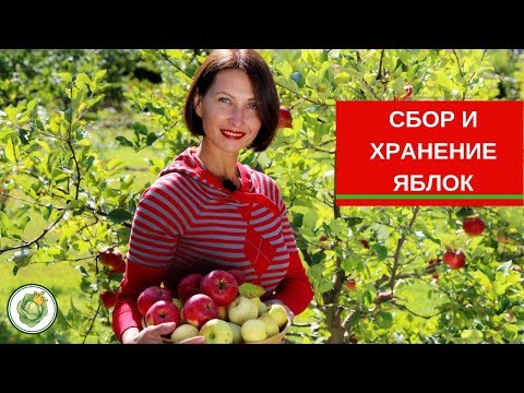 Видео: 🍎Как правильно собирать яблоки и закладывать на зимнее хранение🍏