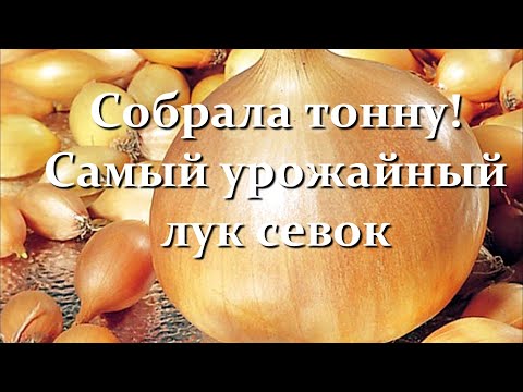 Видео: Посадила 1 килограмм, собрала 100 ! Cамые урожайные сорта репчатого лука севка для посадки на зиму