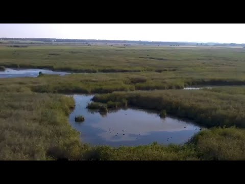 Видео: Охота на утку 2023 в Тамбовской области. Болота полны утки.