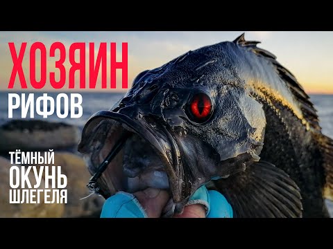 Видео: Охота на тёмного ОКУНЯ Шлегеля. Морская рыбалка в Приморье. Бухта Шепалово.