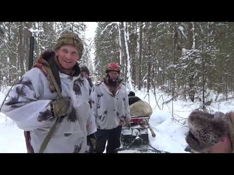 Видео: Охота на волков с флажками.