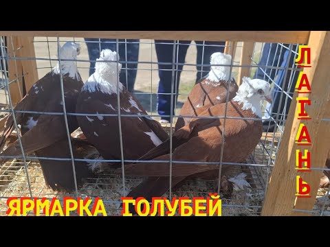 Видео: Ярмарка голубей в Лагане  26 04 2025