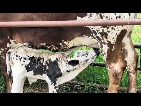 Видео: Мы надели теленка!