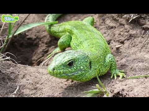Видео: Сойлоп жүрүчүүлөр
