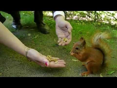 Видео: СПБ-г.ПУШКИН-2014.А.Кобяков и М.Ибеева.