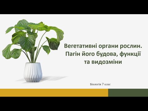 Видео: Вегетативні органи рослини. Пагін його будова, функції та видозміни