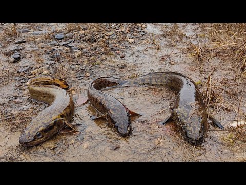 Видео: Ловля налима на донки осенью,очередная удачная проверка