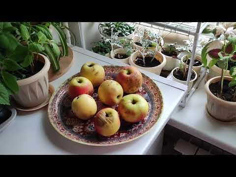 Видео: Уборка #482 угол со швабрами)