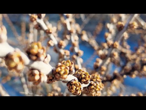 Видео: Облепиха, Как сажать опылителей? Схема посадки Мальчиков и Девочек!