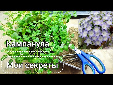 Видео: Черенкую кампанулы! Отвечаю на вопросы.