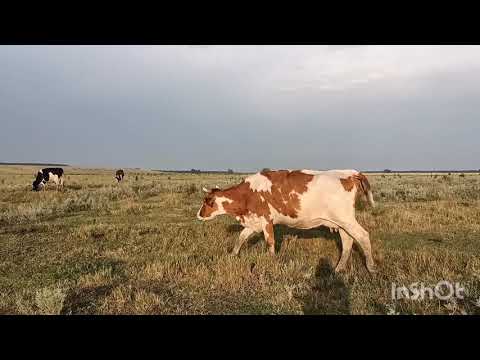 Видео: Магнитная ловушка.