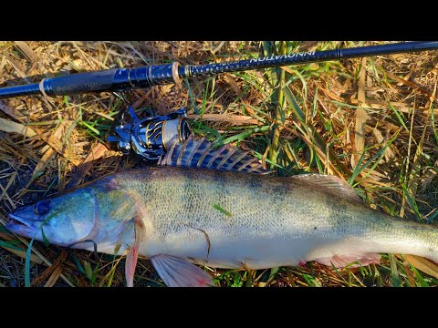 Видео: Рыбалка на спиннинг осенью 2023.Береговой джиг.