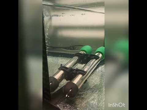 Видео: Тернеция Глофиш,от икринки к взрослой рыбе. Часть 1.