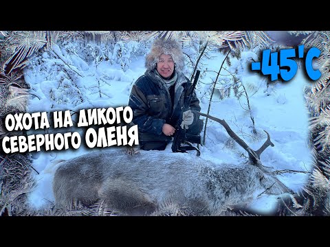 Видео: Охота на ДИКОГО СЕВЕРНОГО ОЛЕНЯ в -45'С