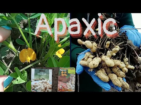 Видео: Арахіс СИЛА. Посадка та результат.