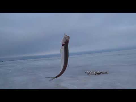 Видео: Корюшка. Толбухин. Крупная Корюшка на Финском Заливе.