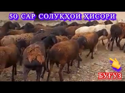 Видео: 50 сар солуқҳои буғузи Ҳисори.Номер 905852776 ватсап✅