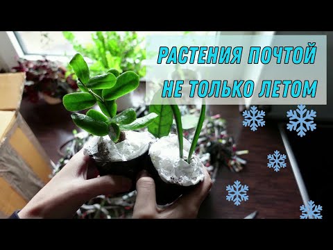 Видео: 📦Теплая пересылка тропических растений - Распаковка посылки - ХОЙИ🌱