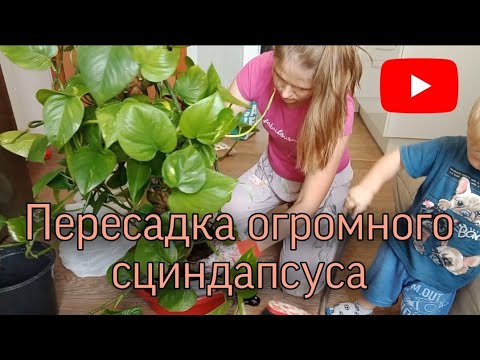 Видео: Пересадка КРУПНОМЕРА/обзор покупок для цветов🛒