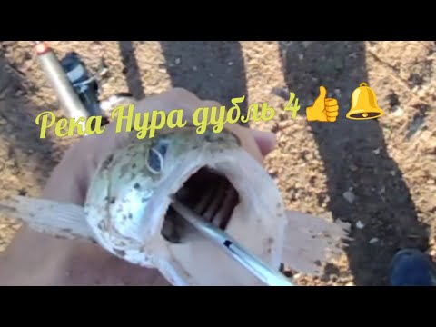 Видео: Рыбалка река Нура дубль 4