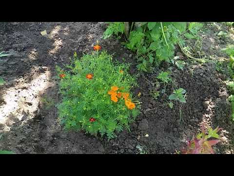 Видео: Любовь этого лета - бархатцы тонколистные (тагетесы)