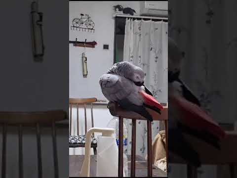 Видео: " командир" ругает хулигана...