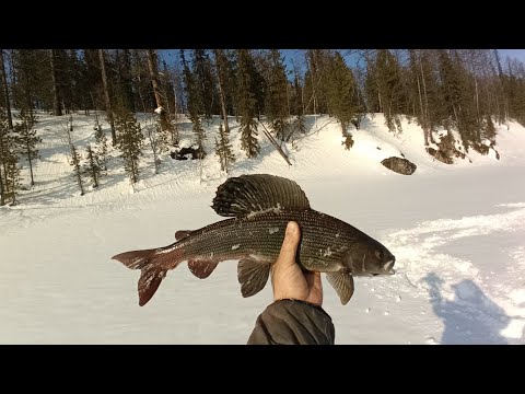 Видео: Любимая река#Любимая рыбалка#Трофейный хариус.Часть первая