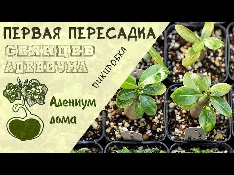 Видео: Адениум дома: первая пересадка (пикировка) сеянцев адениума.  Обрезка и формирование корней.