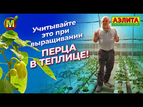 Видео: ВЫРАЩИВАНИЕ ПЕРЦА В ТЕПЛИЦЕ. Учитывайте это при выращивании!