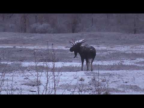 Видео: Лоси в снегопад на Чукотке