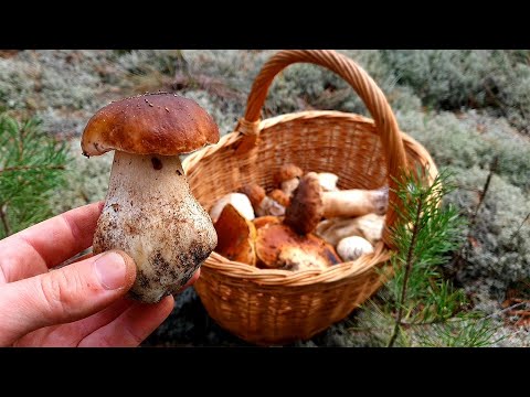 Видео: ОБАЛДЕТЬ!!! БЕЛЫЕ СОСНОВЫЕ БОРОВИКИ ПОЯВЛЯЮТСЯ ИЗ ЗЕМЛИ, ЧТОБЫ ВСТРЕТИТЬ ГРИБНИКА!! ГРИБЫ 2022!!!