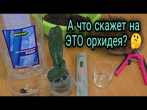 Видео: Орхидею так ещё никто не сажал!!! Новый  вариант на старый лад 🔥
