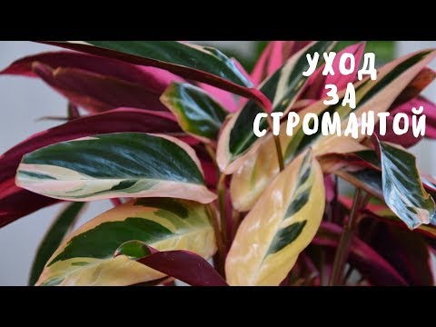 Видео: СТРОМАНТА. СОДЕРЖАНИЕ В ДОМАШНИХ УСЛОВИЯХ. Мои цветы. Мой опыт.