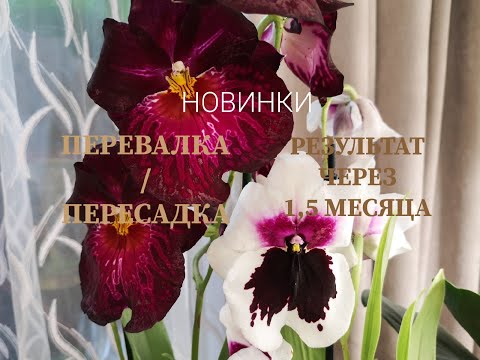 Видео: Пересадка/перевалка мильтониопсиса. 100% адаптация 🌱. Новые орхидеи мильтониопсисы.