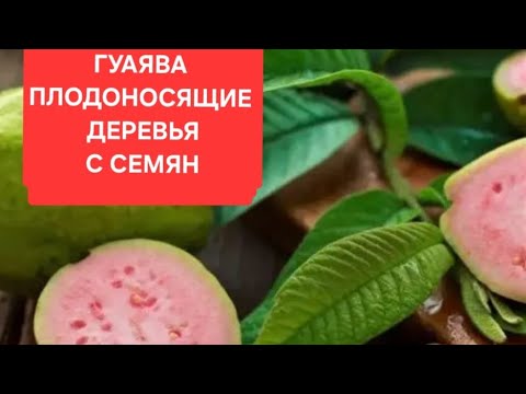 Видео: ВОЗМОЖНО ЛИ ВЫРАСТИТЬ ПЛОДОНОСЯЩЕЕ ДЕРЕВО С ПЛОДА ГУАЯВЫ  КУПЛЕНОГО С МАГАЗИНА? ДА!