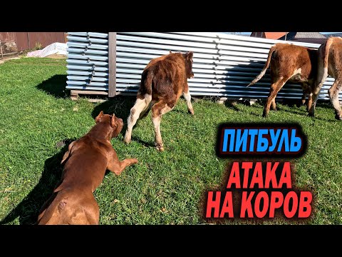 Видео: Питбуль Муса Сорвался на Коров !!! Питбуля Багиру чуть на забодали коровы ! ! !