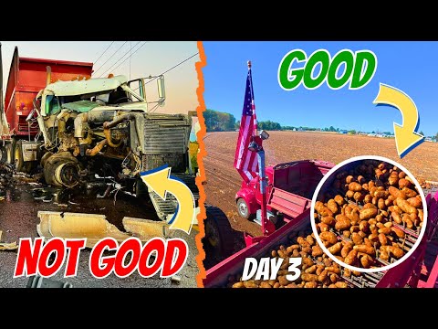 Видео: Сбор картофеля должен был начаться НЕ ТАК 😳 | День 3