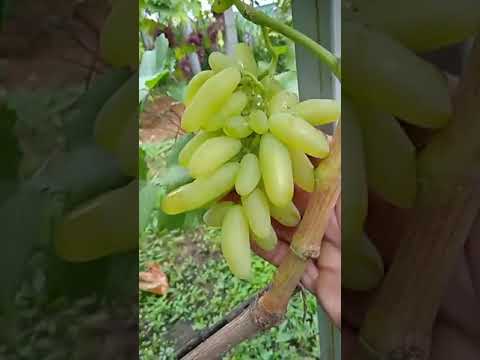 Видео: огляд виноградника після дощу